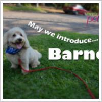 Copyright Darwin Pet Spa 2012